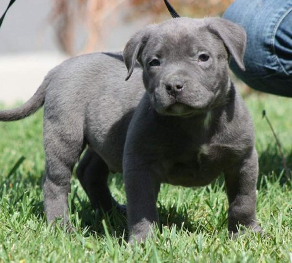 Blueliner pitbull sales