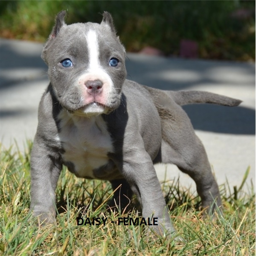 Amstaff blueline best sale